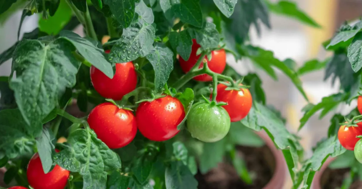 growing tomatoes at home