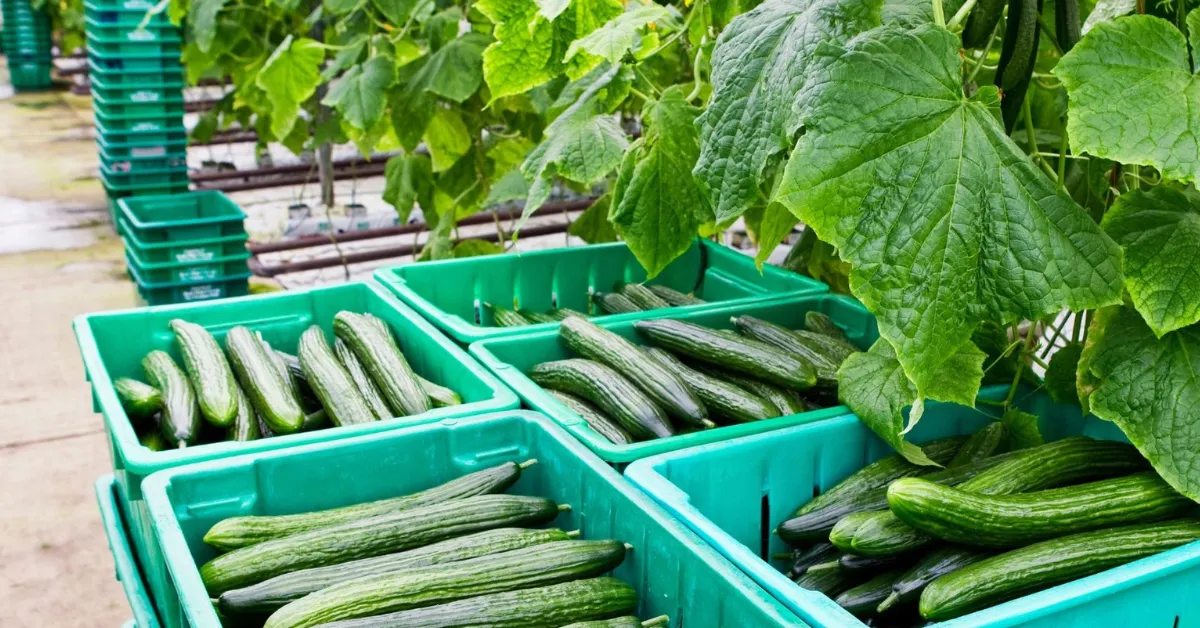 natural cucumber farming
