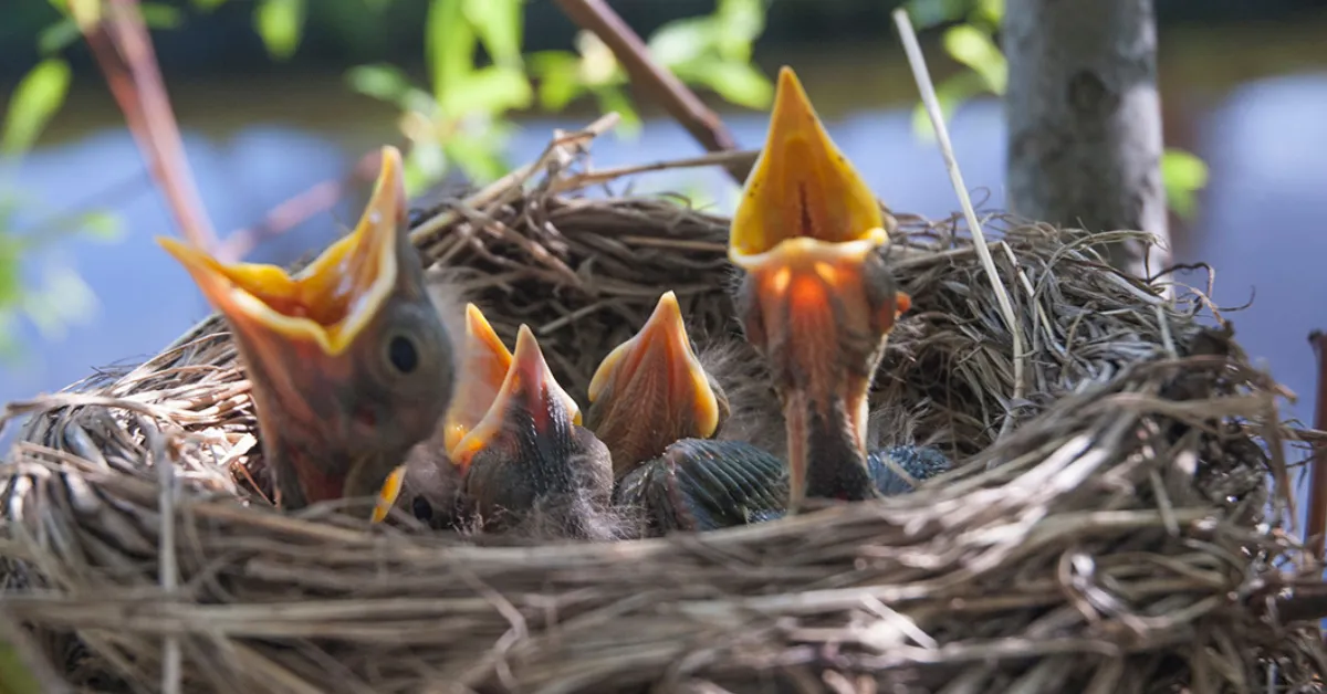 student-led bird conservation Assam