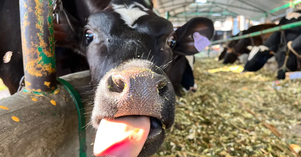 Nutritious fodder aplenty for the cow