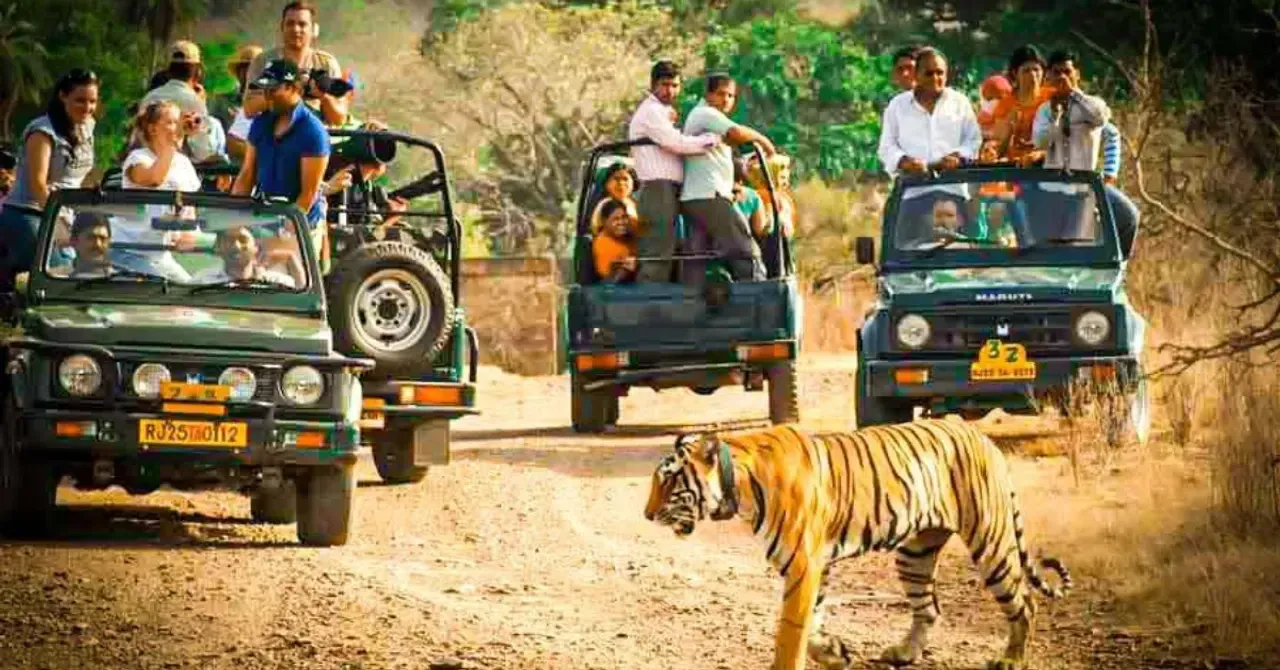 ranthambore-national-park-2025-11-06-15-03-09