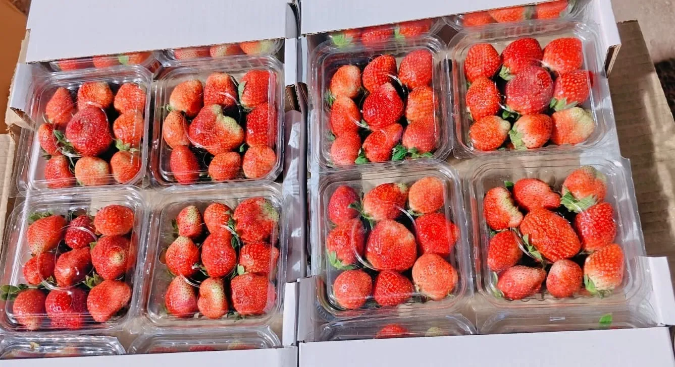 WhatsApp Image 2026-02-18 at 11.54.21