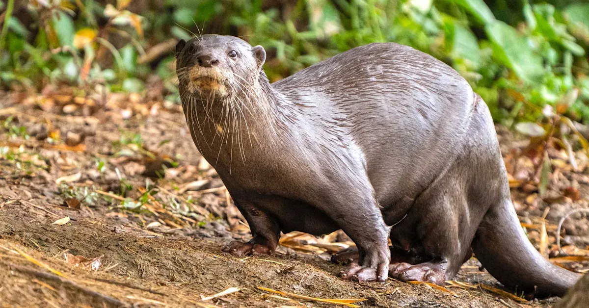 Smooth-Coated Otters Nandhaur