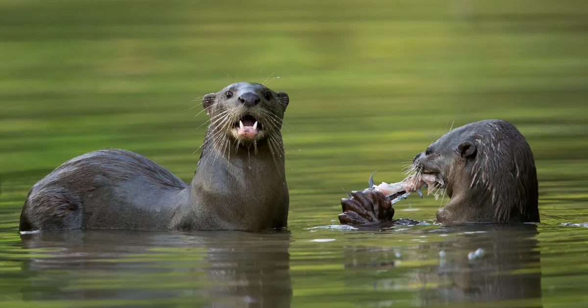 Smooth-Coated Otters Nandhaur