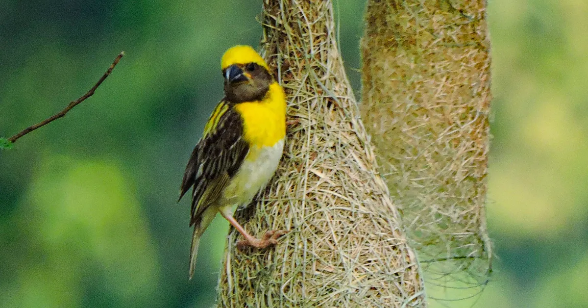 attracting nesting birds