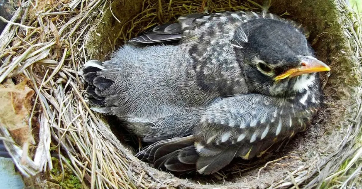 attracting nesting birds