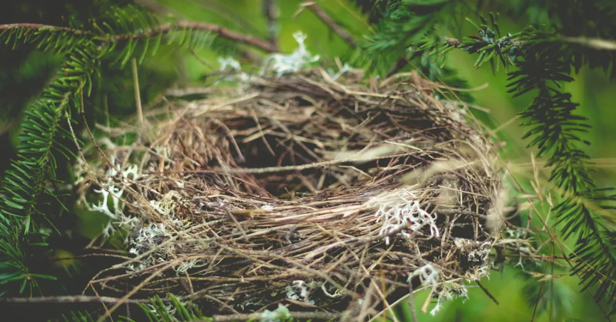 attracting nesting birds