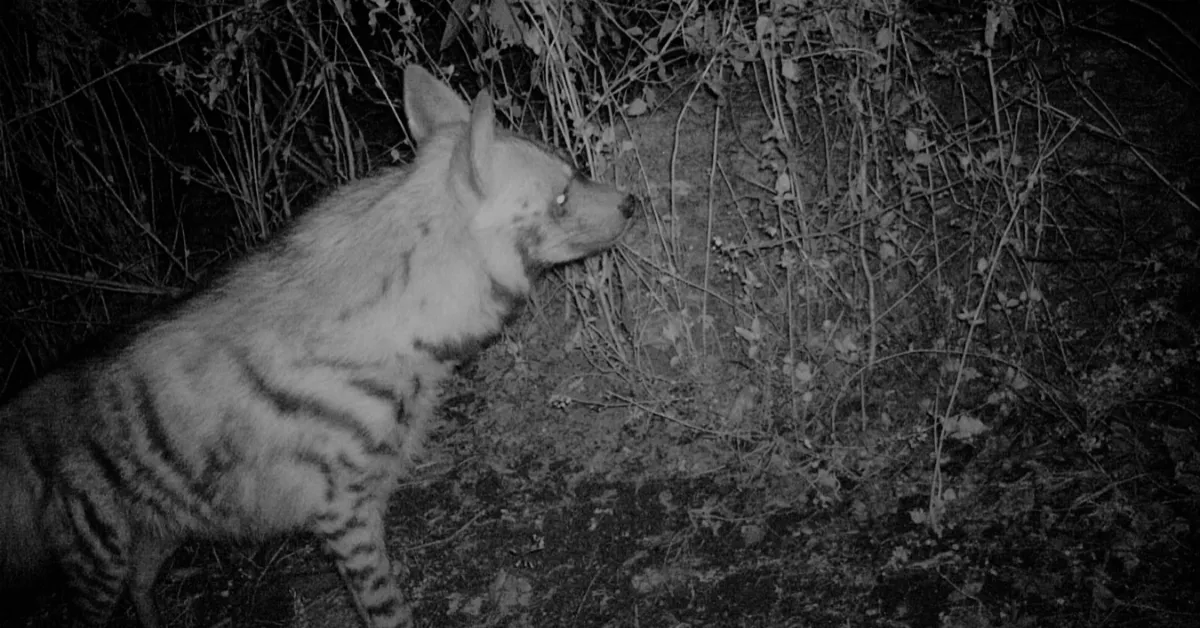 Confirmed hyena sightings followed years of forest tracking.
