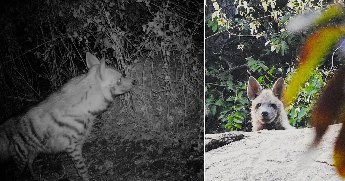 Camera evidence established regular hyena activity in the area.