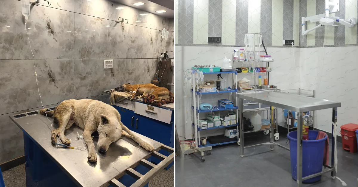 Delhi NGO Animal clinic