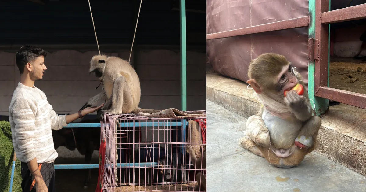 Delhi NGO monkey Animal rescue