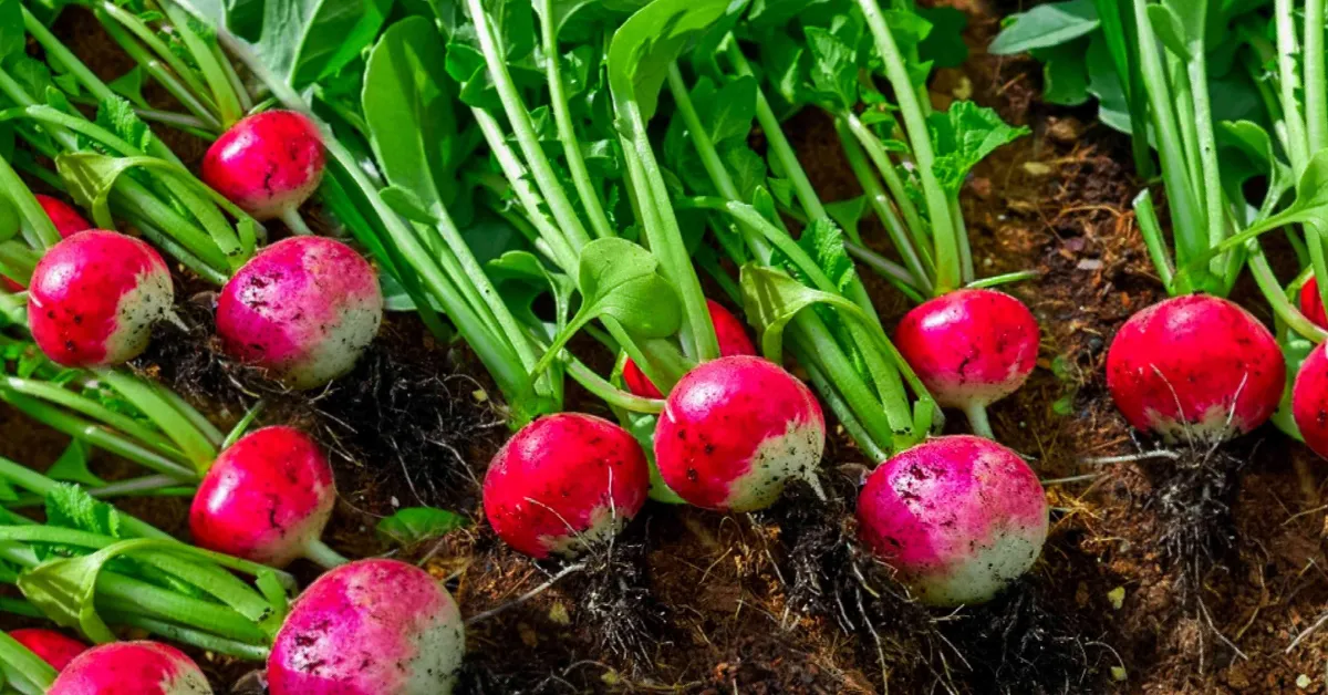 growing radishes with kids