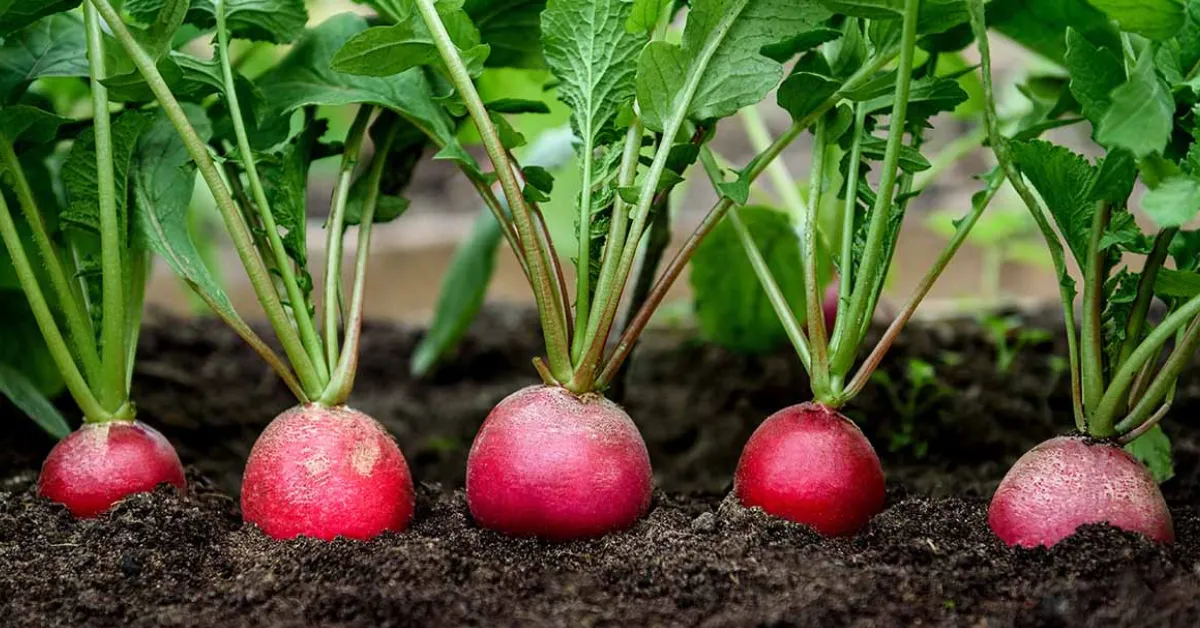 growing radishes with kids