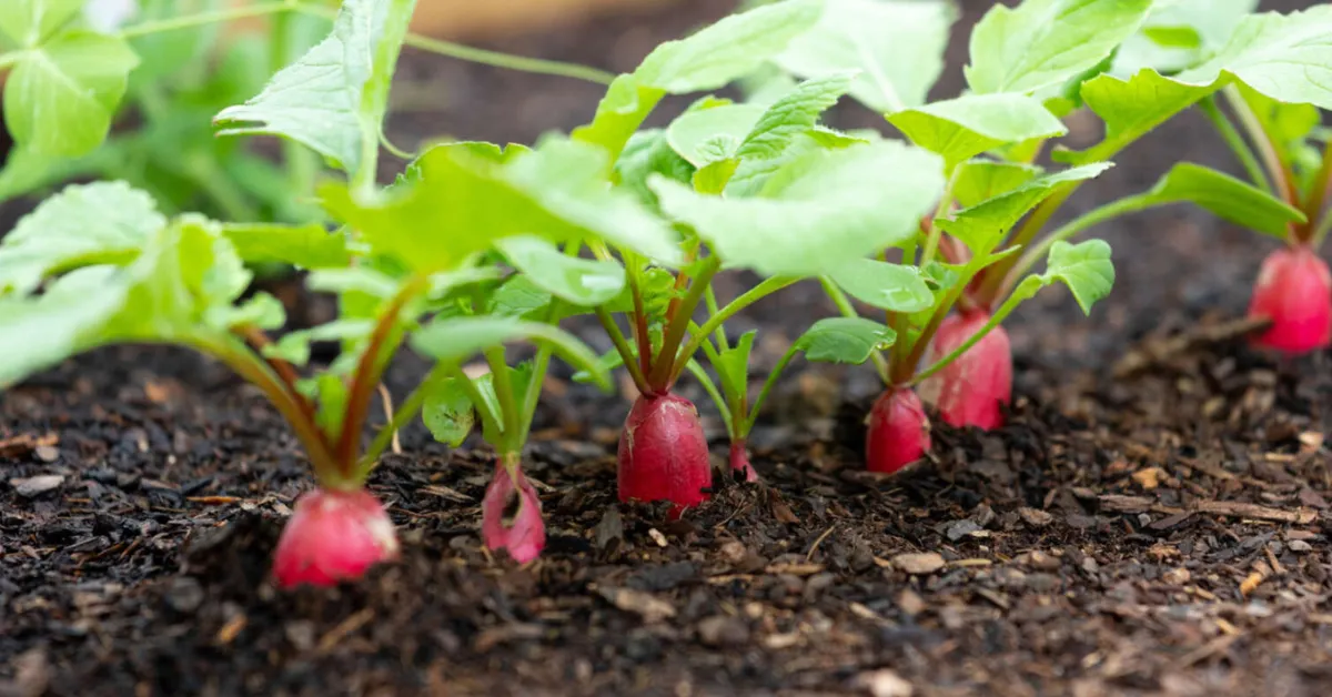 growing radishes with kids