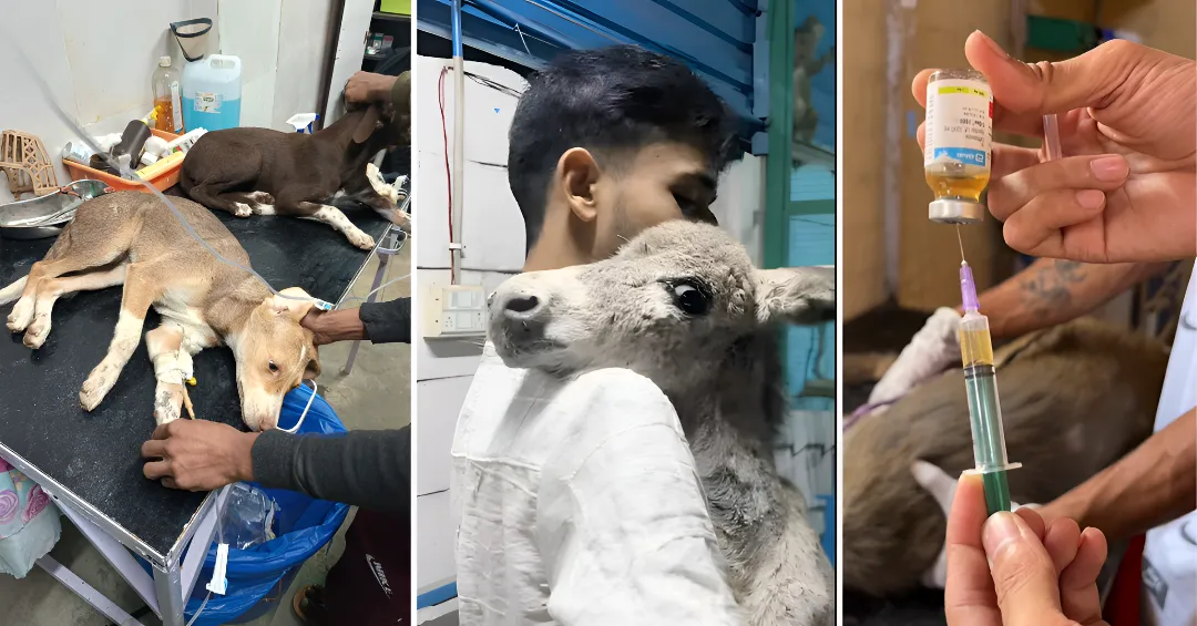 NGO Animal clinic rohini delhi