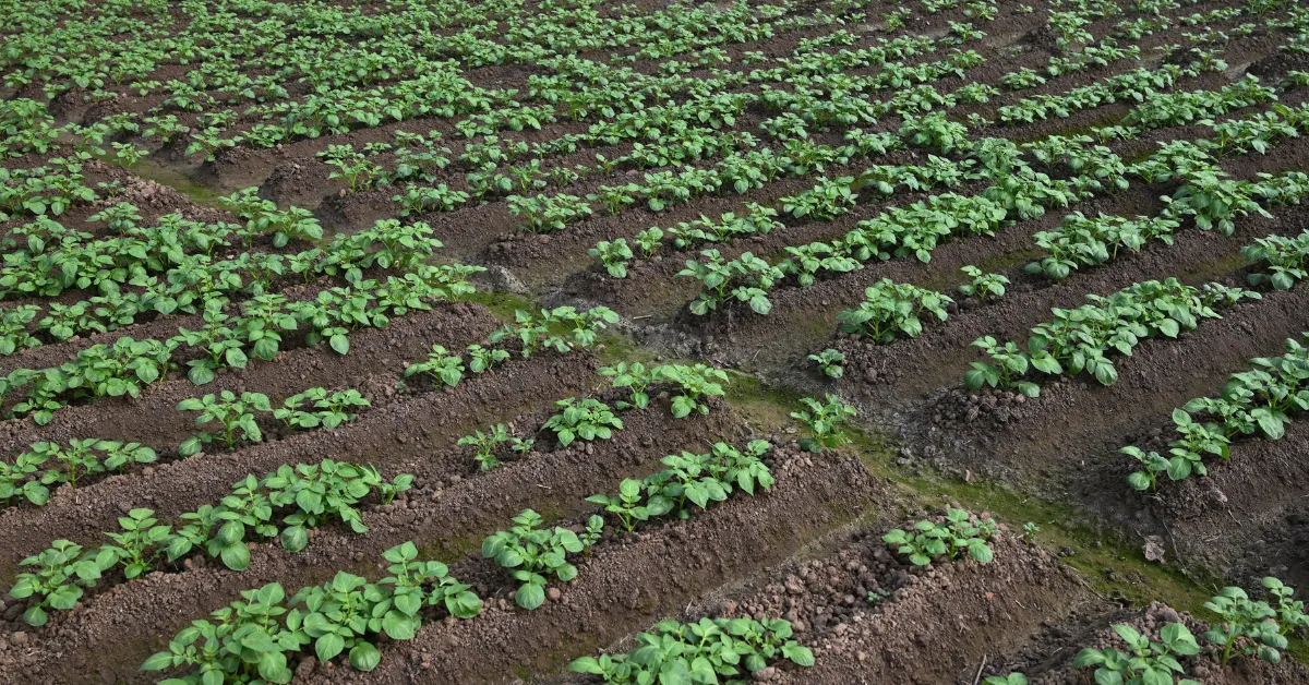 potato farming