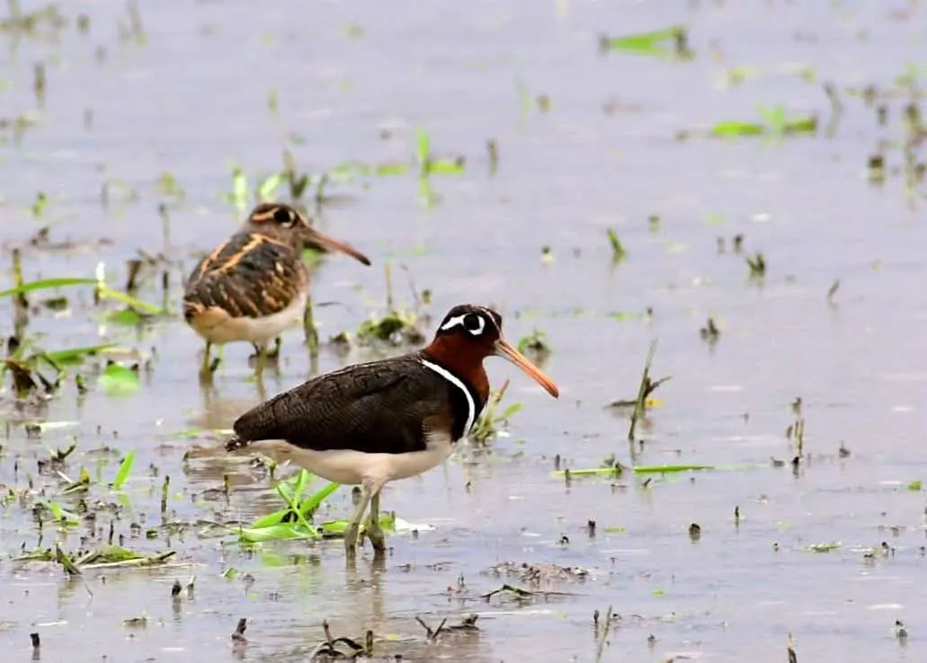 A migratory bird, Painted Snipe on the mudflats during the monsoon