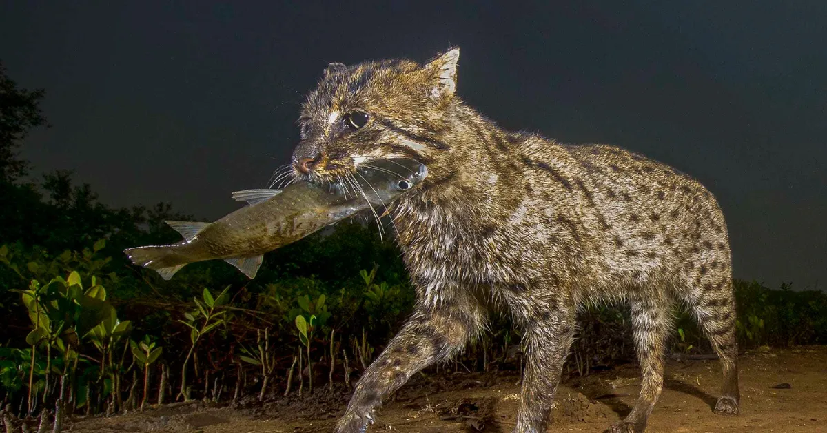 Kaziranga fishing cat