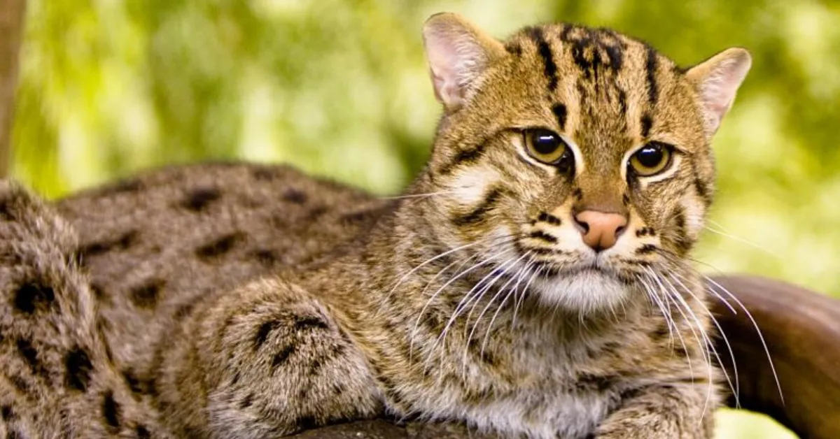Kaziranga fishing cat