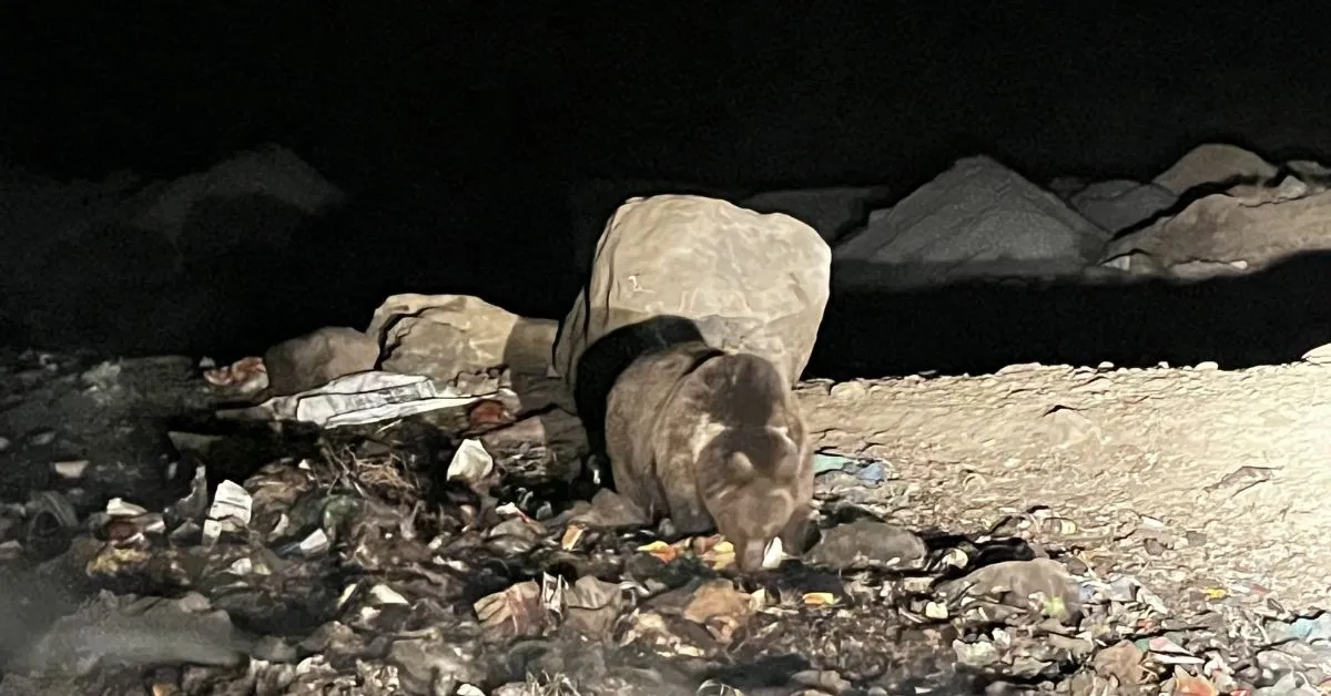 bear conservation (5)