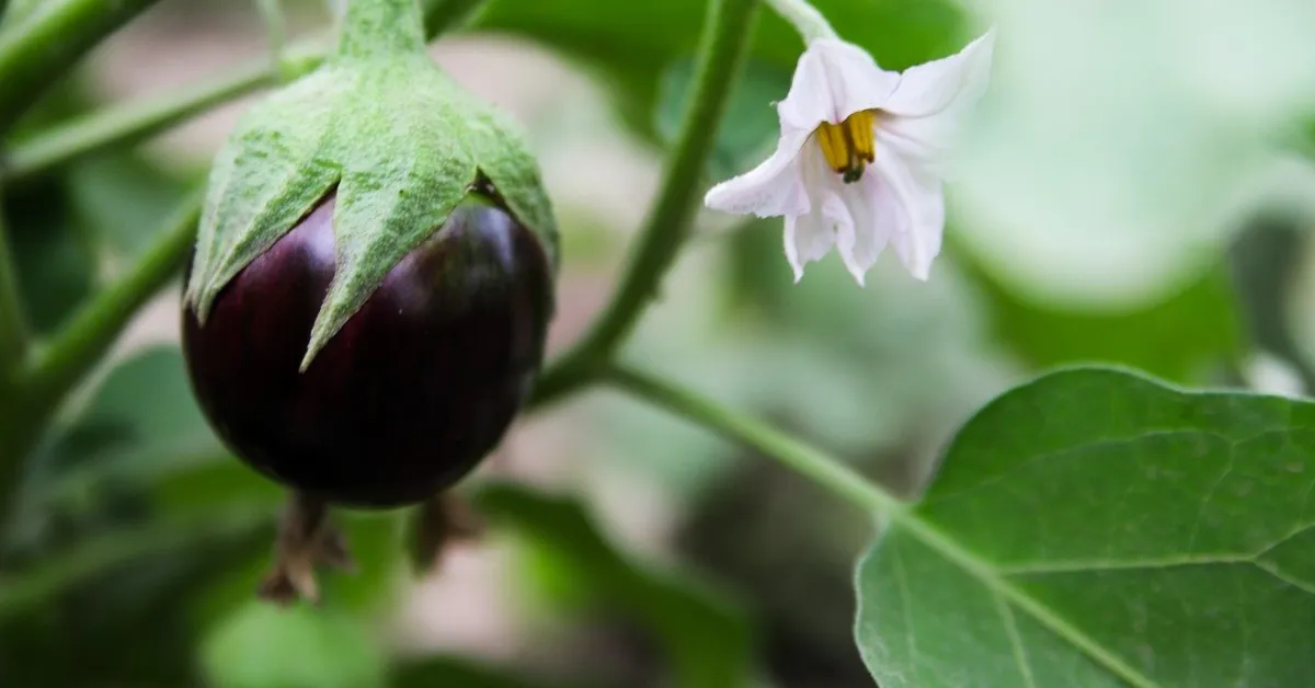 Grow brinjals at home