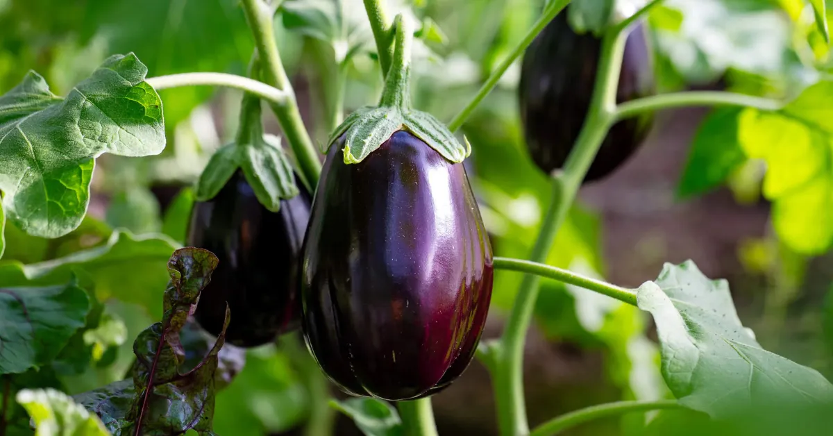 Grow brinjals at home