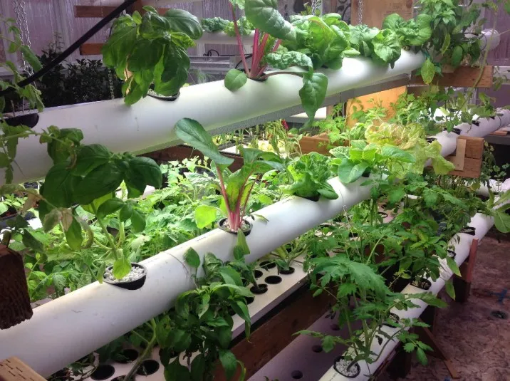 UP Farmer Uses Hydroponics to Grow Strawberries, Earns Rs 3 Lakh in Just 2 Months