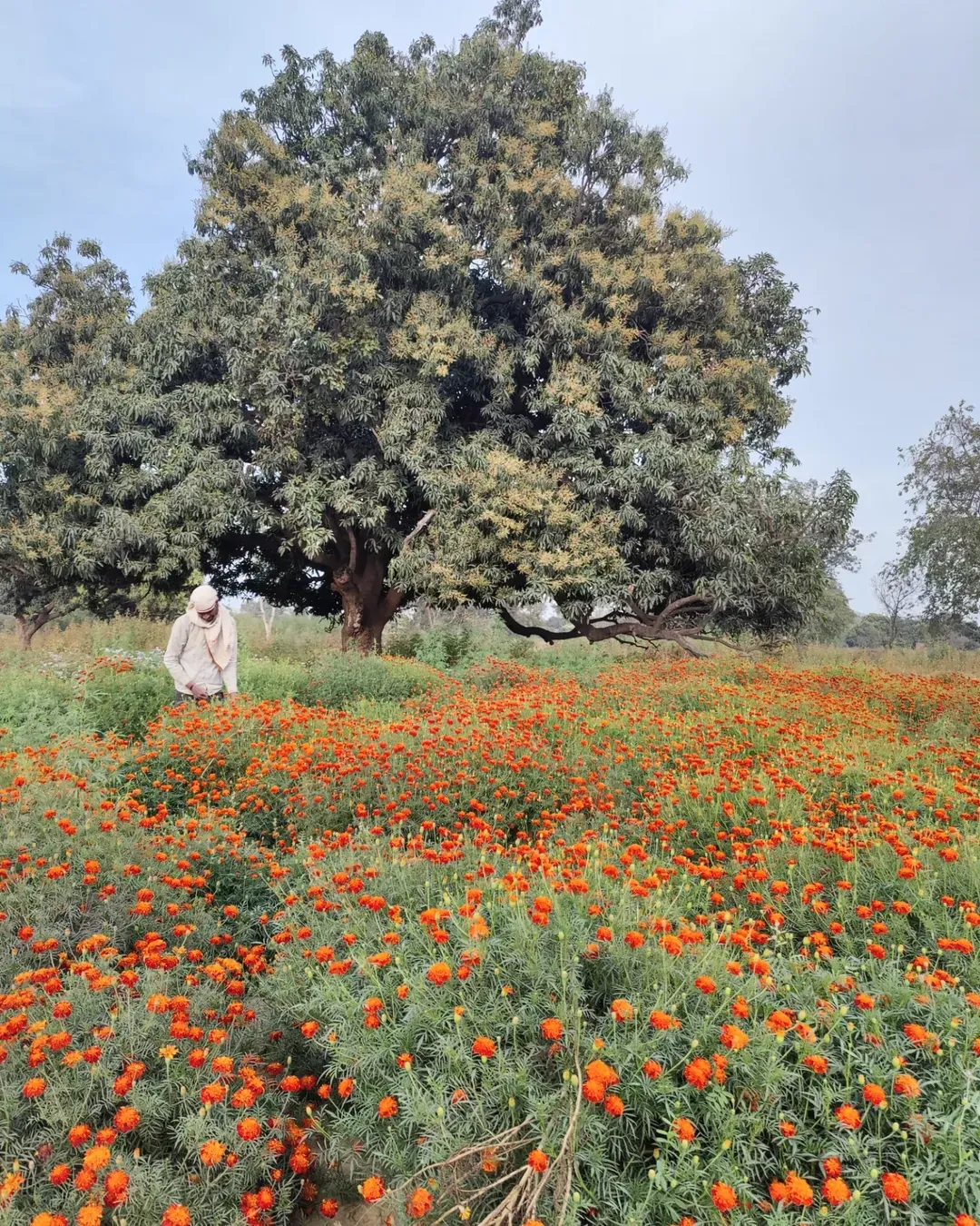 A farmer in a field of orange flowers