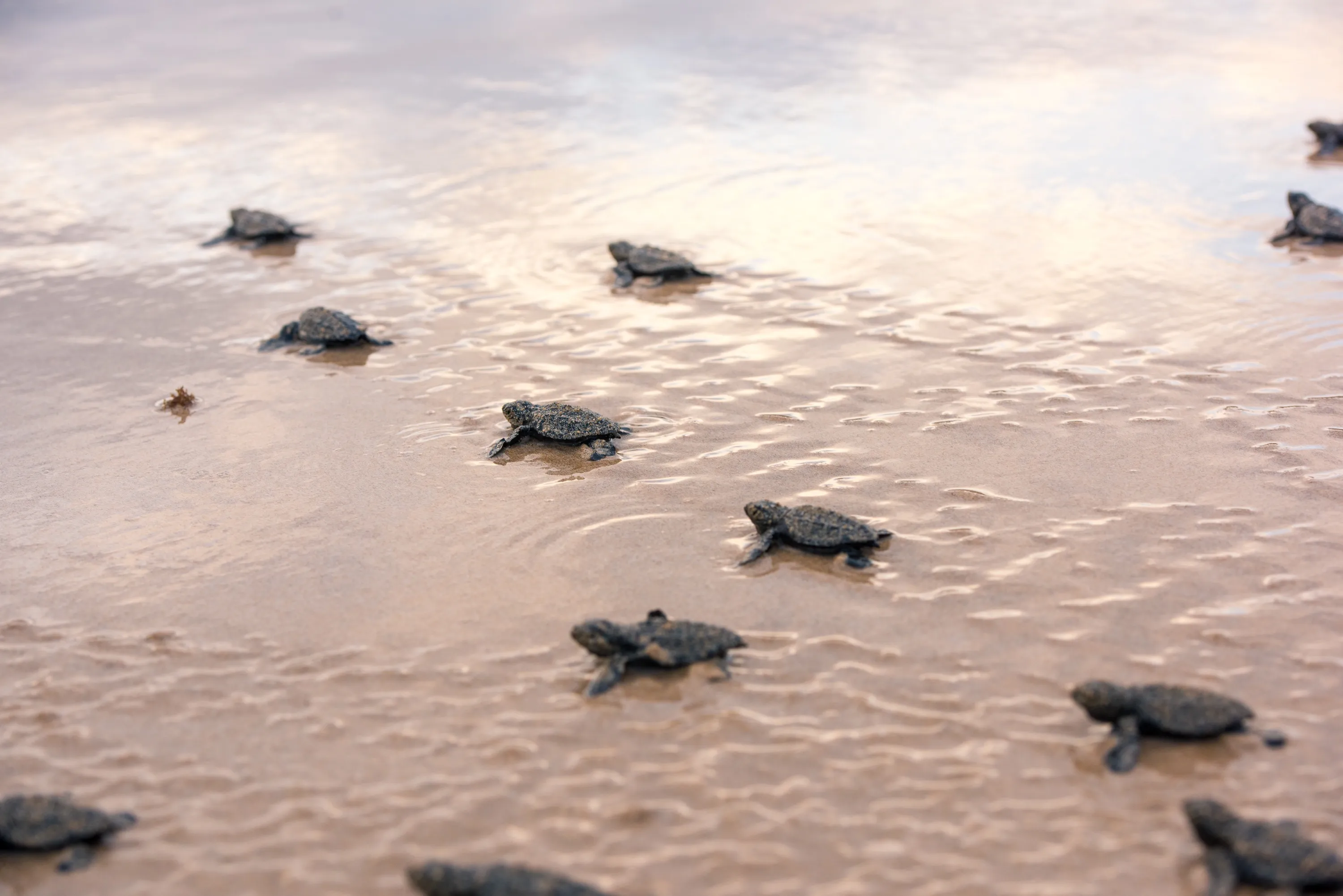 Baby turtles make their way to the sea as part of a marine conservation initiative supported by responsible luxury tourism along fragile coastal ecosystems
