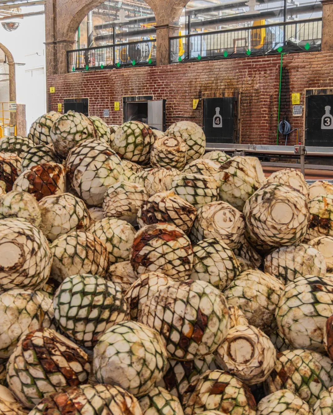 A picture of the raw ingredients used to make tequila and agave spirits in India, with tequila in India getting popular and some of the best tequila in India being served, creating awareness about the difference between tequila vs agave