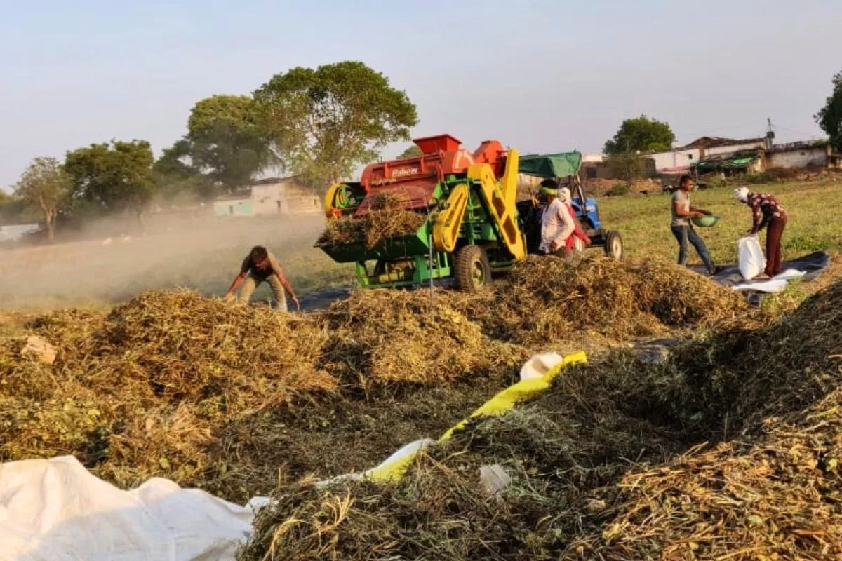 Moong Farmers MP