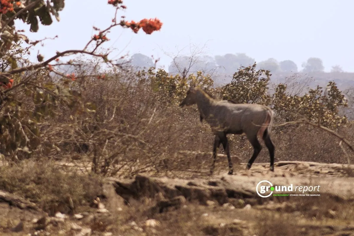 Nilgai is the Hindustani word for “blue cow,” which describes the blue-gray of adult bulls.  It is the largest Asian antelope (family Bovidae).