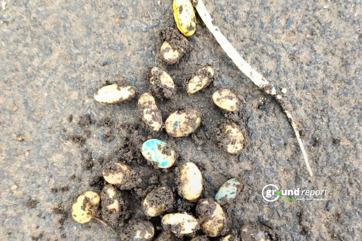 Germination issue in Soybean Seeds