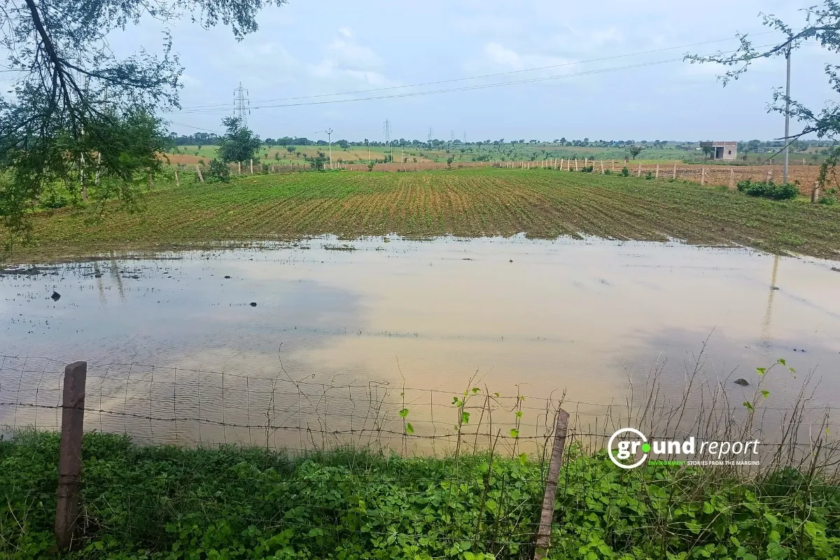 Soybean farm waterlogged after heavy rains in Sarangpur, MP