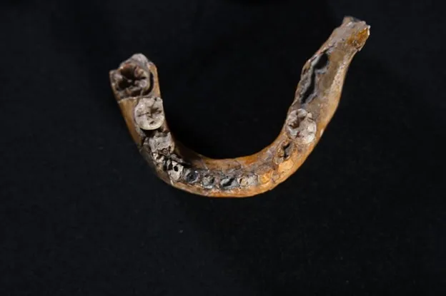 The lower jaw of the SkhulI child showing features characteristic of Neanderthals.. Credit PicTel Aviv University