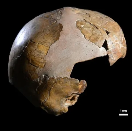 The skull of SkhulI child showing cranial curvature typical of Homo sapiens. Credit Pic Tel Aviv University
