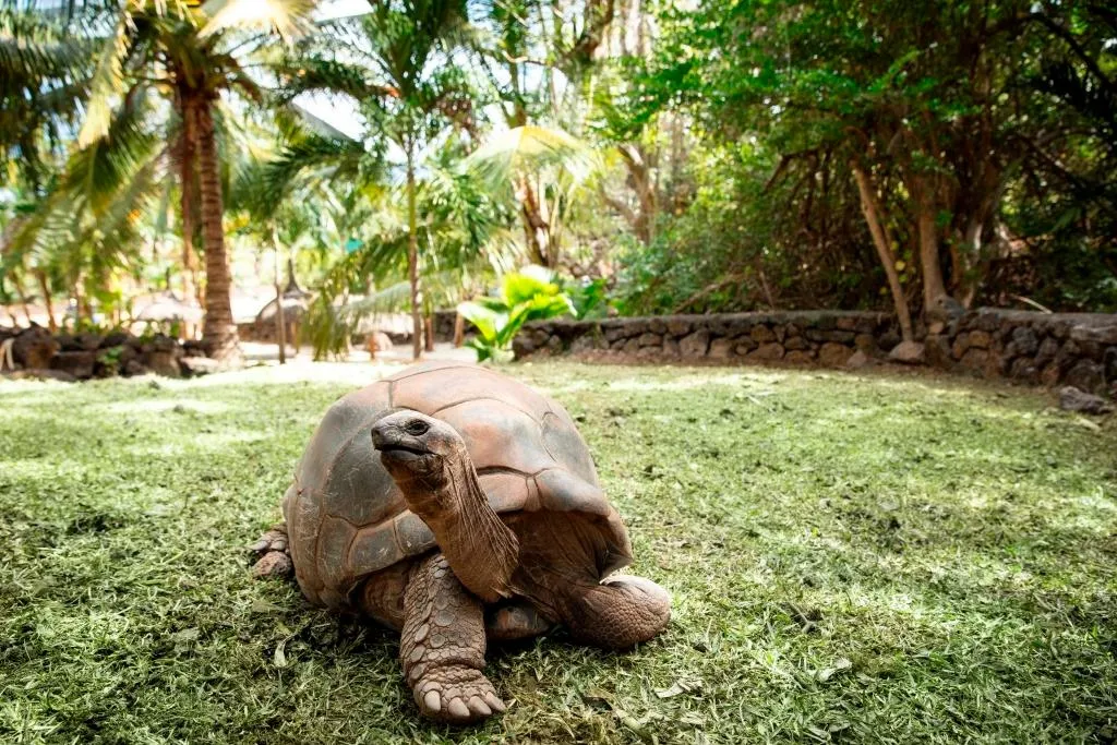 Shangri La Le Touessrok - Tortoise cove 1