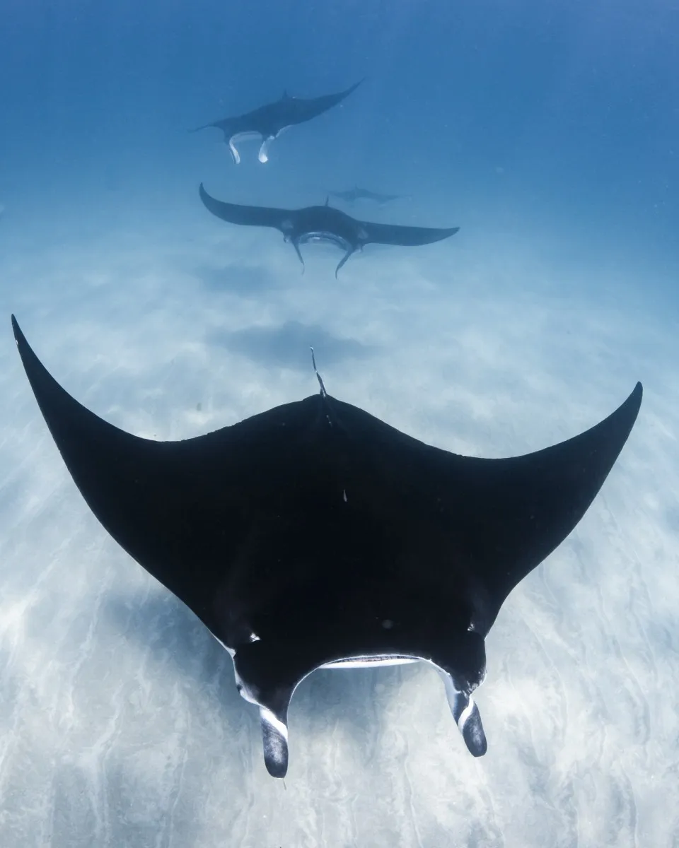 1920_atlantisatlasprojectcontributionprogramme_iucn_25-26