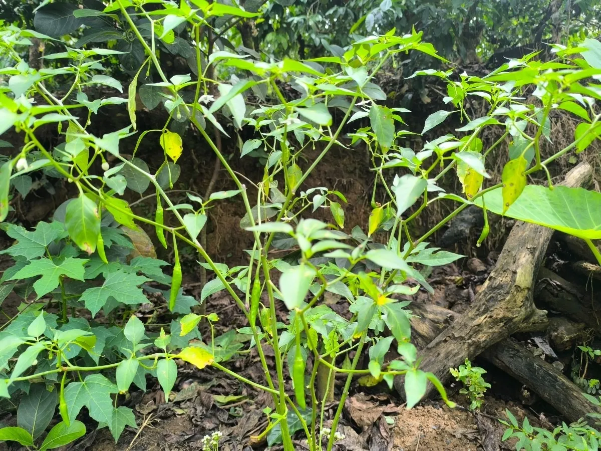 Greenchillies