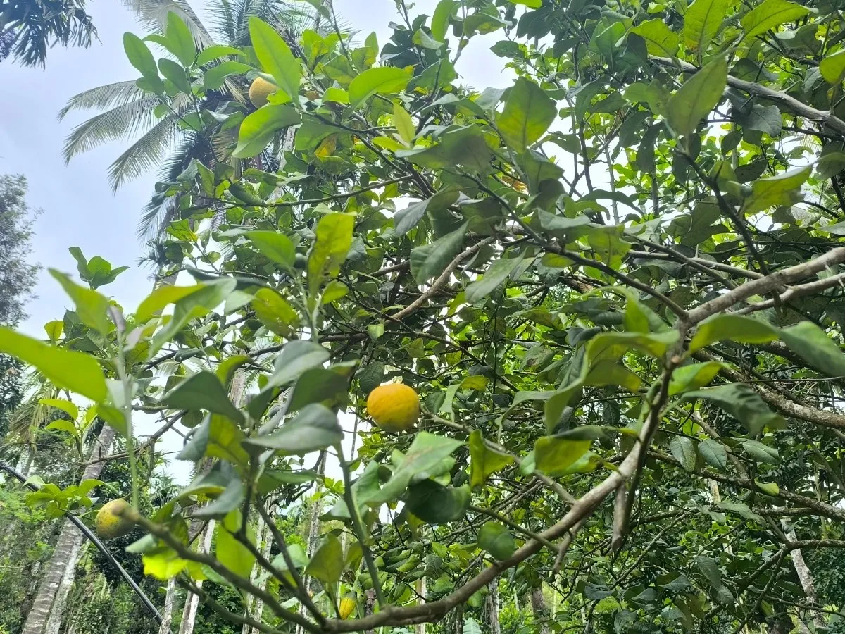 Lemon