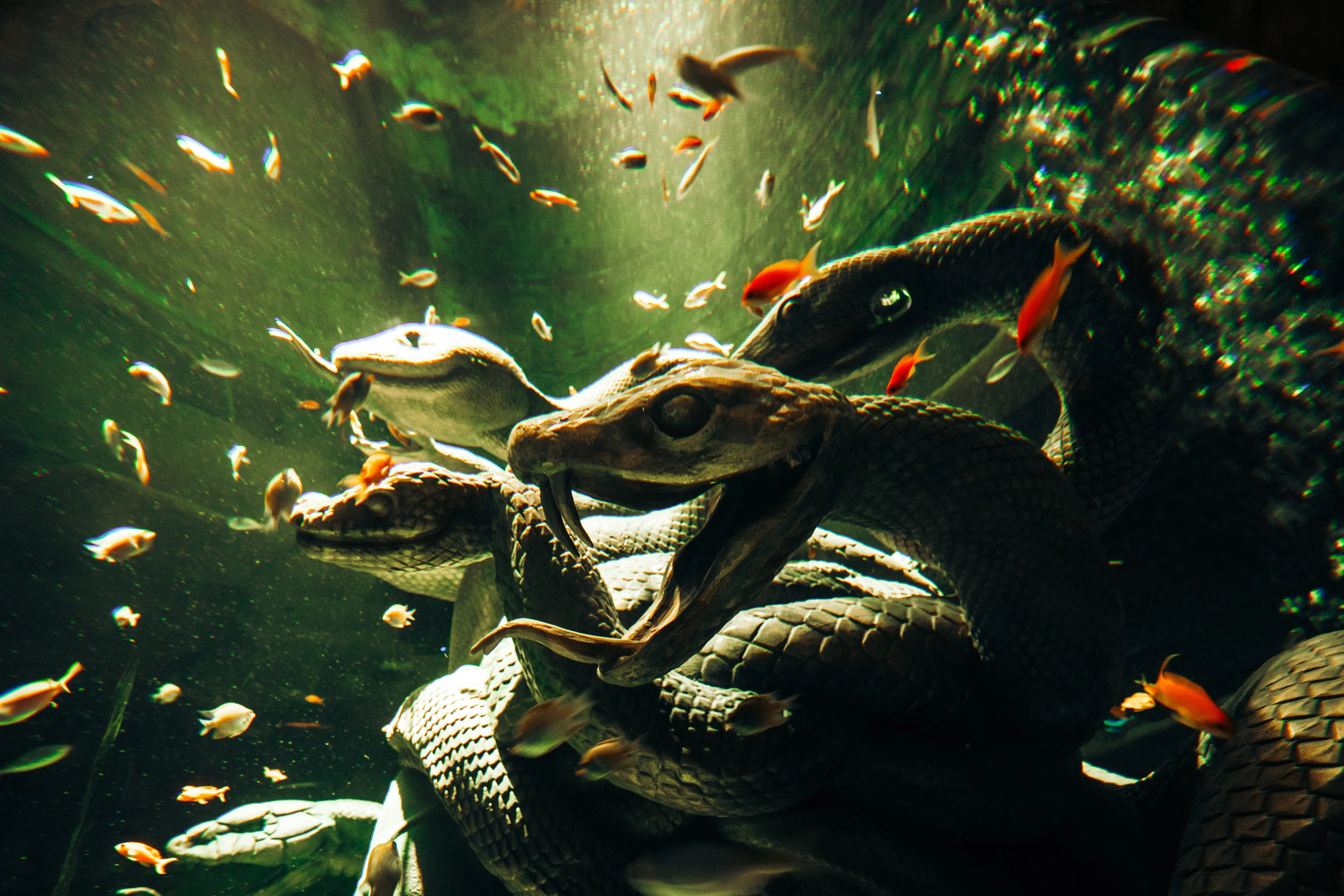 The Lost World_Aquarium