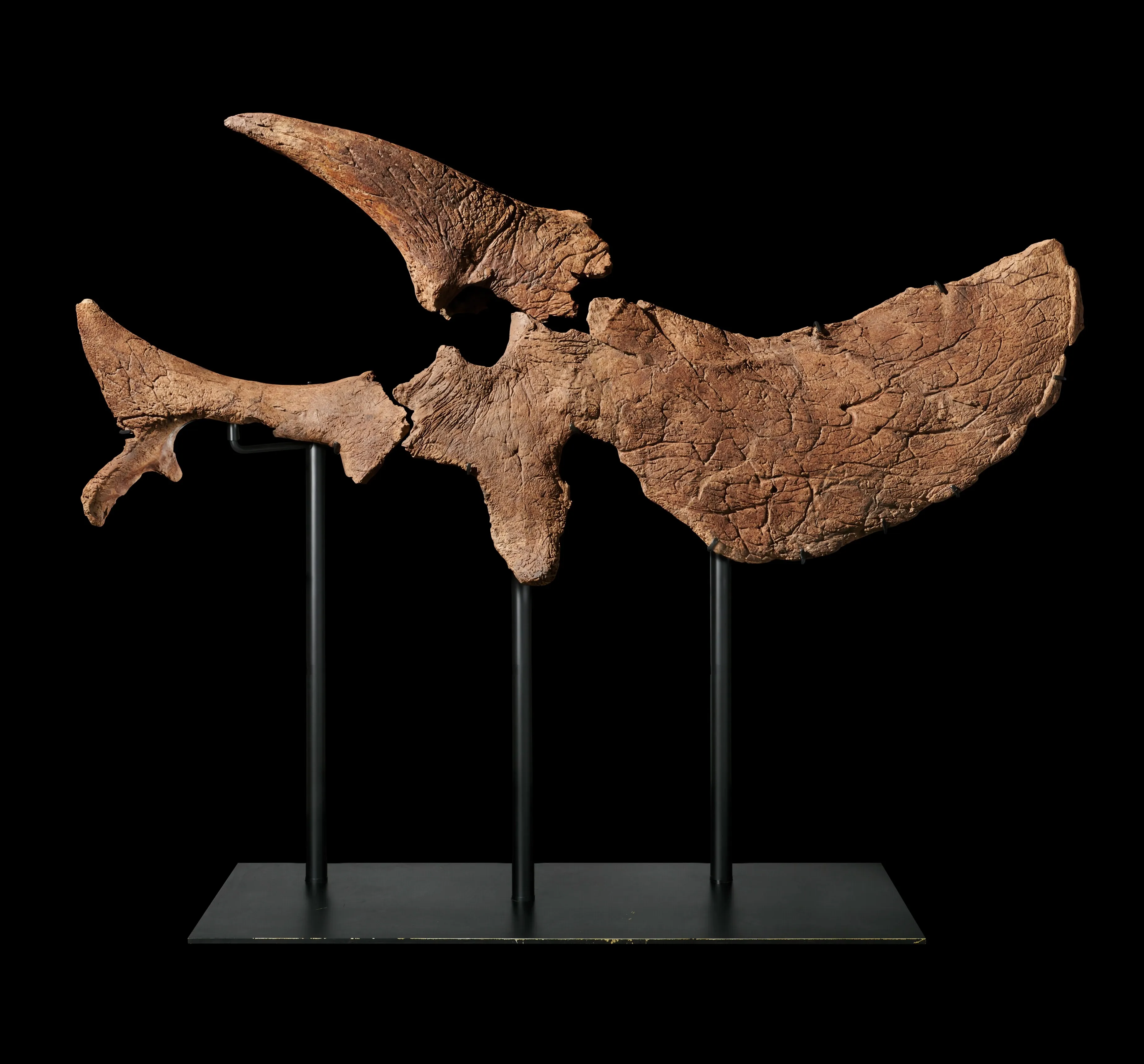 Wynn Al Marjan Island_Art Collection_Half Triceratops Skull (1)