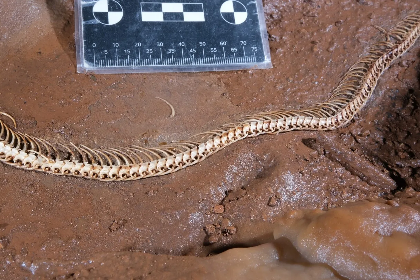 credit pic_ Boaz Langford