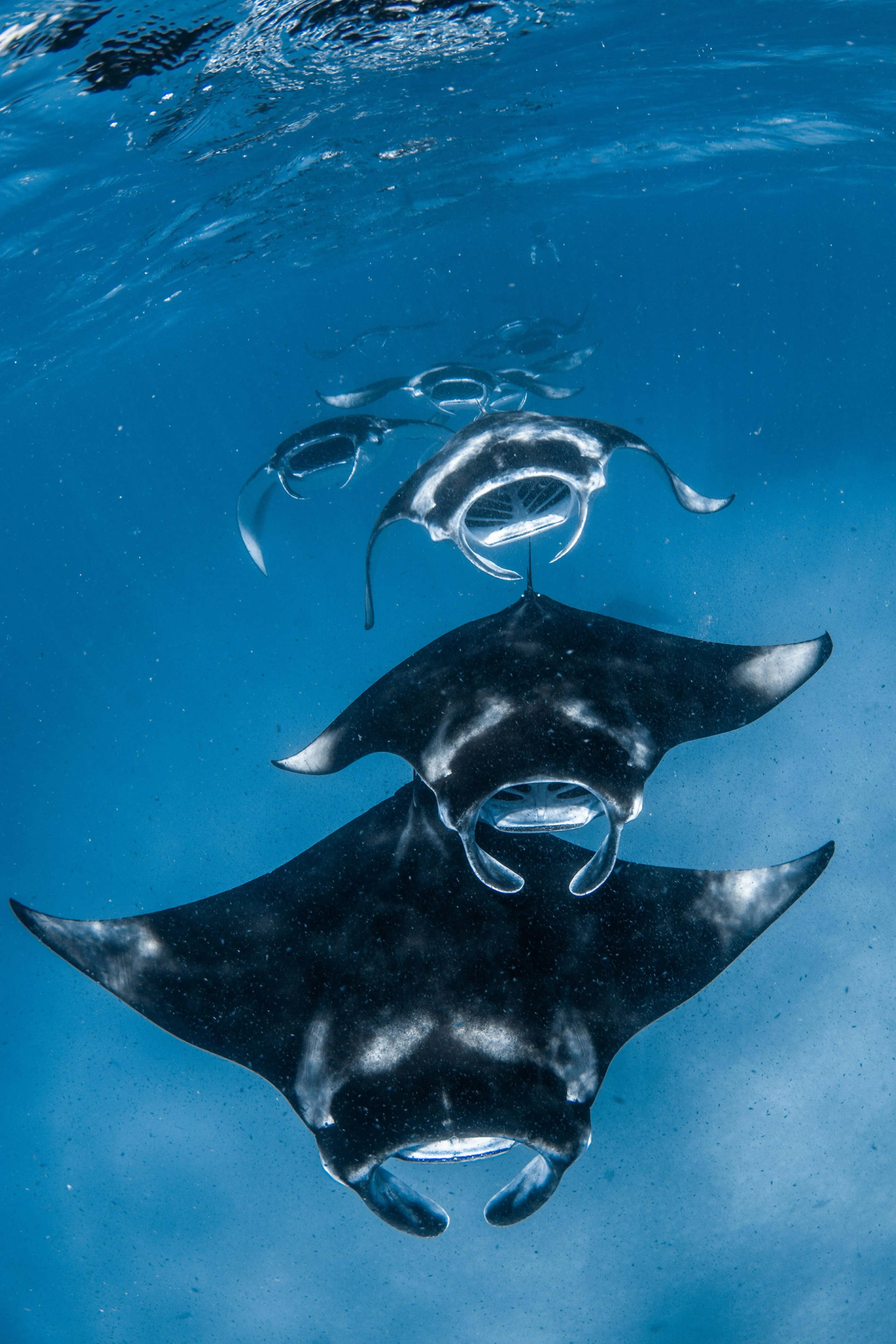Manta on Call at Four Seasons Maldives at Landaa Giraavaru