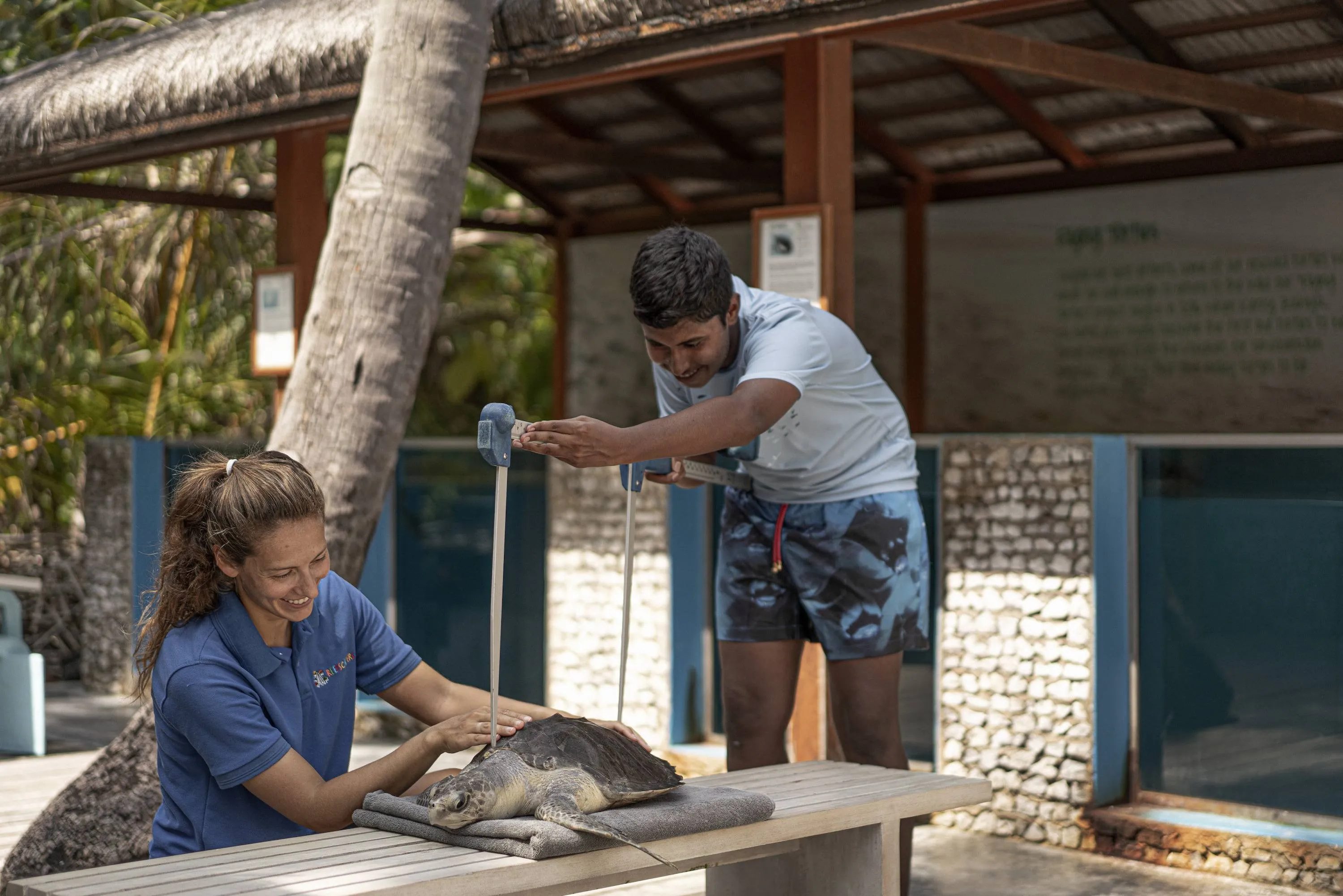 Turtle Rehabilitation Programme at FS Maldives  (1)
