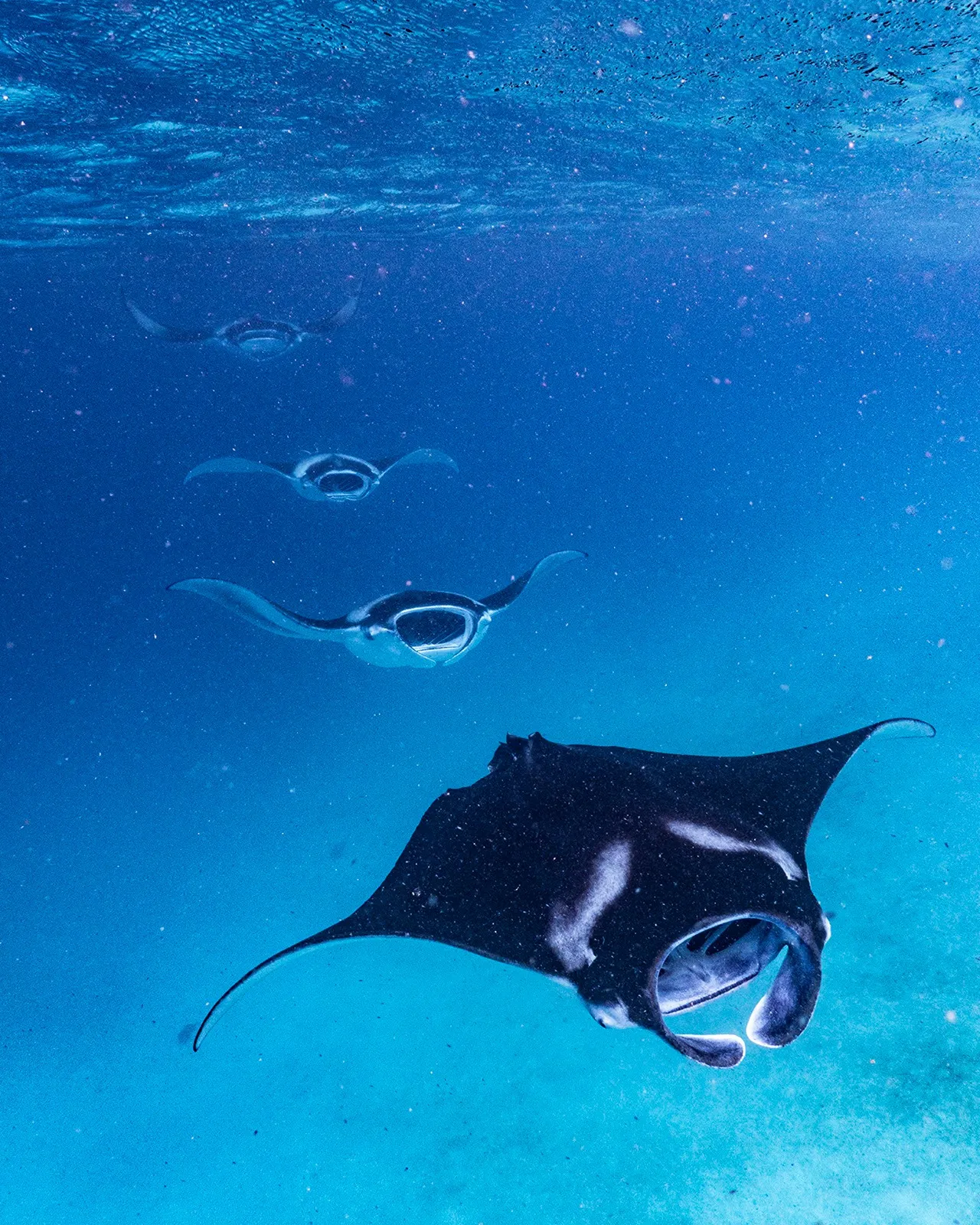 Manta rays at  Hanifaru Bay (2)