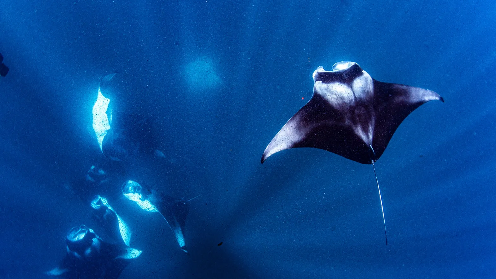 Manta rays at  Hanifaru Bay