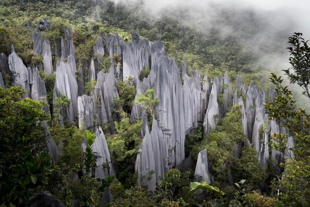 Fog And Mist Over The Pinnacles Of Gunung Mulu National Park.