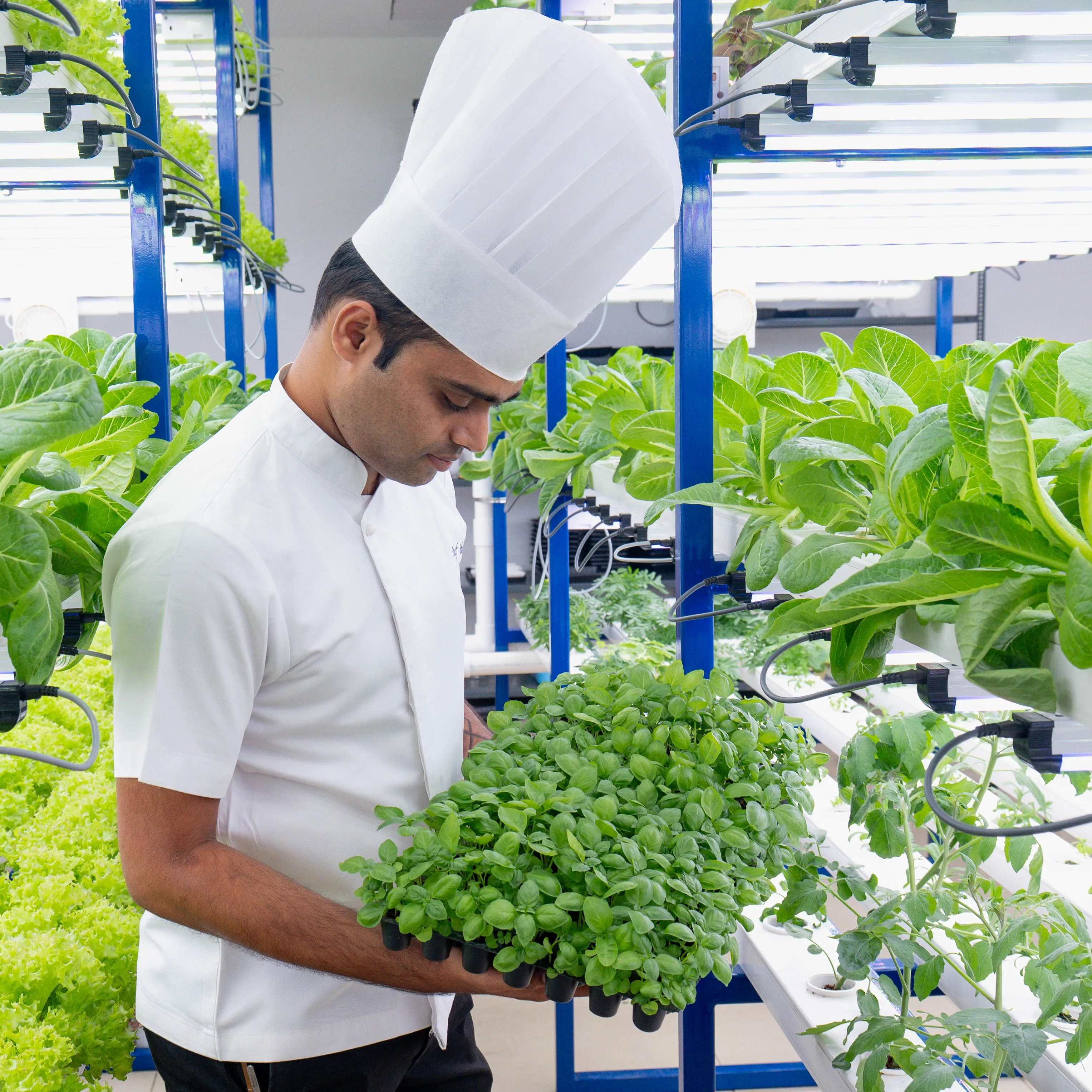 The Leela Hyderabad_Hydroponic Farming (2)