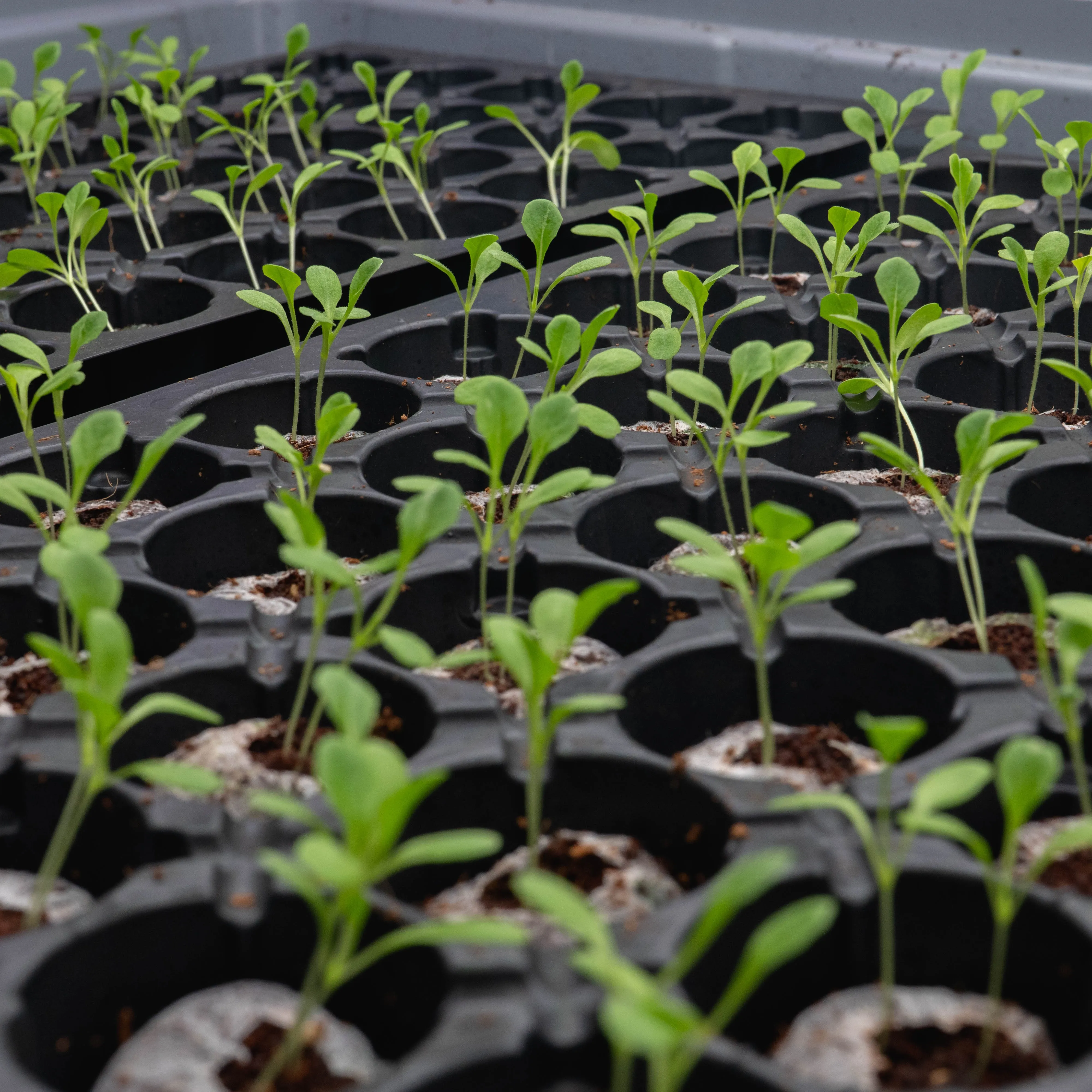 The Leela Hyderabad_Hydroponic Farming (3)